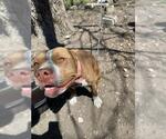 Small American Staffordshire Terrier