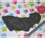 Small #5 YorkiePoo