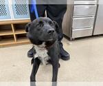 Small Border Collie Mix