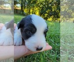 Small Photo #11 Australian Shepherd Puppy For Sale in BATTLE CREEK, MI, USA