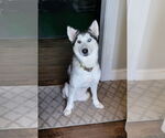 Small #8 Huskies  Mix
