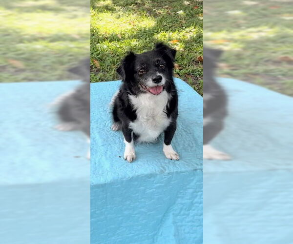 Medium Photo #13 Shih Tzu-Unknown Mix Puppy For Sale in Weston, FL, USA