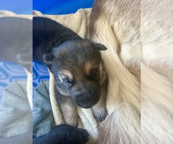 Medium Photo #9 German Shepherd Dog Puppy For Sale in EL CAJON, CA, USA
