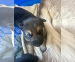 Small #8 German Shepherd Dog