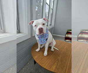 Mutt Dogs for adoption in Crystal, MN, USA