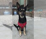 Small Photo #1 German Shepherd Dog Puppy For Sale in Rosenberg, TX, USA