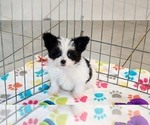Small #1 Papitese