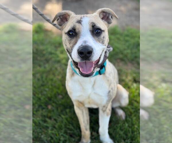 Medium Photo #2 Mutt Puppy For Sale in Woodland, CA, USA