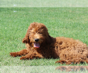 Goldendoodle Puppy for sale in ITASCA, TX, USA