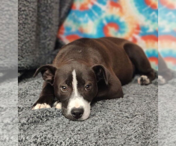 Medium Photo #5 Mutt Puppy For Sale in Talladega, AL, USA