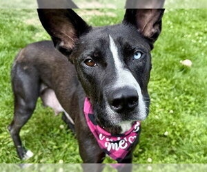 Labsky Dogs for adoption in Pueblo, CO, USA