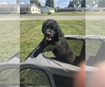 Small #3 Newfoundland
