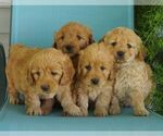 Small Photo #4 Goldendoodle-Poodle (Miniature) Mix Puppy For Sale in THORP, WI, USA