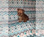 Small Photo #13 Yorkshire Terrier Puppy For Sale in LAPEER, MI, USA