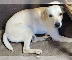 Labrador Retriever-Unknown Mix Dogs for adoption in Carrollton, TX, USA