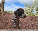 Small Photo #60 German Shorthaired Pointer Puppy For Sale in EVANSVILLE, WY, USA