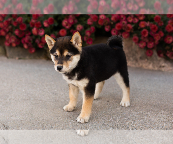 Medium Photo #4 Shiba Inu Puppy For Sale in MILLERSBURG, IN, USA