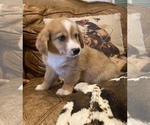 Small Photo #6 Aussie-Corgi Puppy For Sale in LUBBOCK, TX, USA
