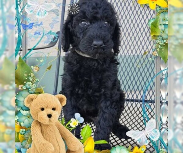 Medium Photo #5 Poodle (Standard) Puppy For Sale in CAPE CORAL, FL, USA