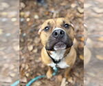Small #2 Bullboxer Pit