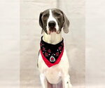 Small Plott Hound
