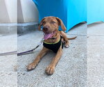 Small #3 Doberman Pinscher-Labrador Retriever Mix