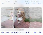 Small #5 American Pit Bull Terrier Mix
