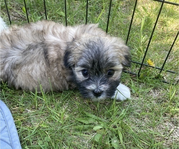 Medium Photo #3 Coton de Tulear Puppy For Sale in RUBICON, WI, USA