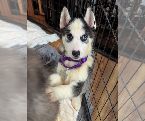 Medium Photo #17 Siberian Husky Puppy For Sale in Holly Springs, NC, USA