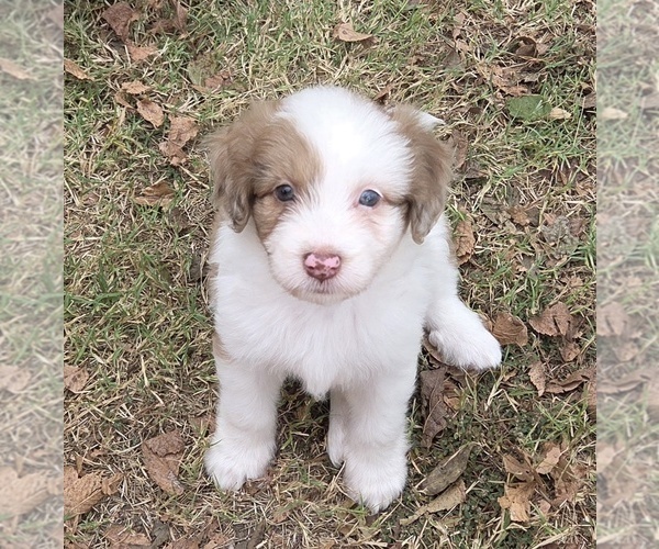 Medium Photo #9 Aussiedoodle Puppy For Sale in WILLS POINT, TX, USA