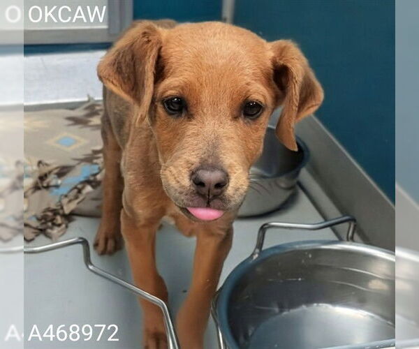 Medium Photo #1 Mutt Puppy For Sale in Oklahoma City, OK, USA