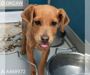 Mutt Dogs for adoption in Oklahoma City, OK, USA