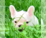 Small Photo #15 French Bulldog Puppy For Sale in MEDFORD, OR, USA