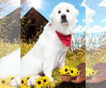 Small #2 Great Pyrenees