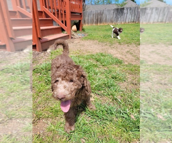 Medium Photo #3 Goldendoodle Puppy For Sale in NEWNAN, GA, USA