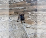 Small #10 Belgian Malinois