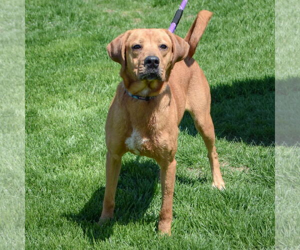 Medium Photo #3 Redbone Coonhound-Rhodesian Ridgeback Mix Puppy For Sale in Huntley, IL, USA