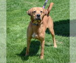 Small #2 Redbone Coonhound-Rhodesian Ridgeback Mix
