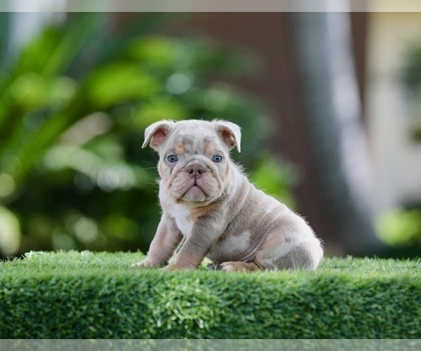 Medium Photo #1 English Bulldog Puppy For Sale in WEST HOLLYWOOD, CA, USA