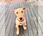 Small #7 Labrador Retriever Mix