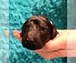 Small Photo #4 Poodle (Standard) Puppy For Sale in MIAMI, FL, USA