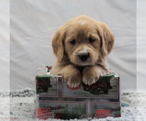Labradoodle-Poodle (Miniature) Mix Puppy for sale in FREDERICKSBG, OH, USA