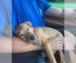 Small Photo #21 Labrador Retriever-Unknown Mix Puppy For Sale in Doylestown, PA, USA