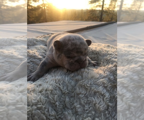 Medium Photo #20 French Bulldog Puppy For Sale in PLACERVILLE, CA, USA