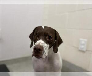 German Shorthaired Pointer Dog for Adoption in Fort Collins, Colorado USA