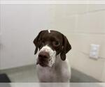 Small German Shorthaired Pointer