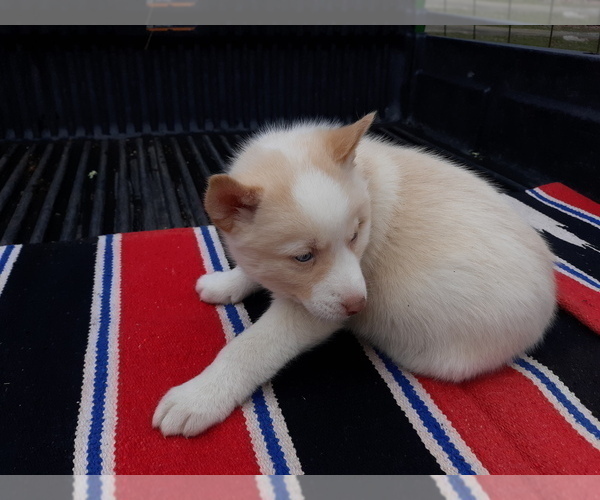 Medium Photo #2 Siberian Husky Puppy For Sale in LONG EDDY, NY, USA