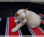 Small Photo #2 Siberian Husky Puppy For Sale in LONG EDDY, NY, USA