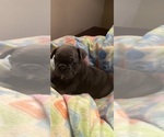 Puppy Puppy 7 blue French Bulldog
