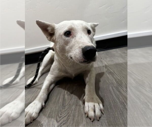 Medium Photo #4 Mutt Puppy For Sale in Lakewood, CO, USA